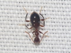 Acanthinus argentinus