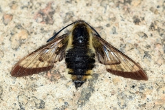 Hemaris affinis