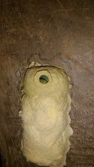 Phimenes andamanicus