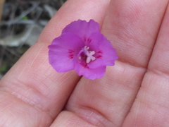 Clarkia gracilis sonomensis