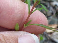 Clarkia gracilis sonomensis