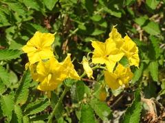 Solanum habrochaites