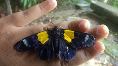 Dysphania andamana
