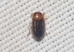 Neobidessus pullus pullus