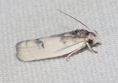 Antaeotricha irene