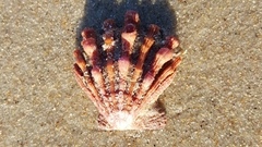 Nodipecten nodosus