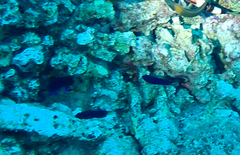 Centropyge fisheri
