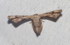 Antiplecta triangularis