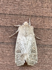 Orthosia paromoea