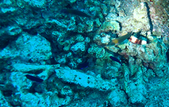 Centropyge fisheri