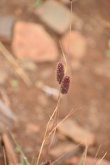 Fingerhuthia africana