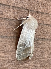 Orthosia paromoea