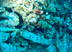 Centropyge fisheri