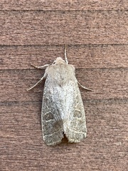 Orthosia paromoea