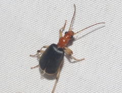 Brachinus adustipennis