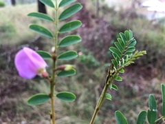 Tephrosia rufula