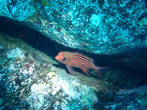 Hawaiian squirrelfish (Sargocentron xantherythrum) — Holocentridae — 4