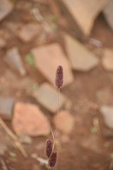Fingerhuthia africana