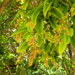 Prunus ilicifolia lyonii