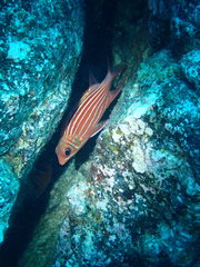 Sargocentron xantherythrum