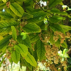 Prunus ilicifolia lyonii