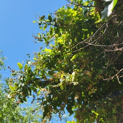 Prunus ilicifolia lyonii