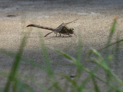 Arigomphus