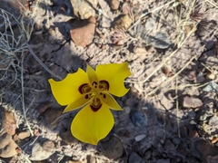 Calochortus aureus