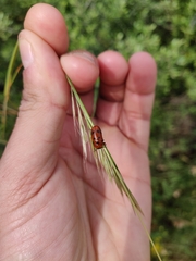 Tituboea sexmaculata