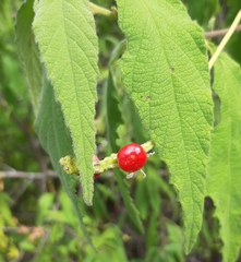 Viburnum erosum