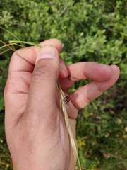 Tituboea sexmaculata