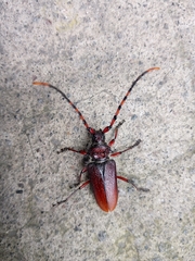 Deretrachys pellitus