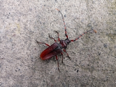 Deretrachys pellitus