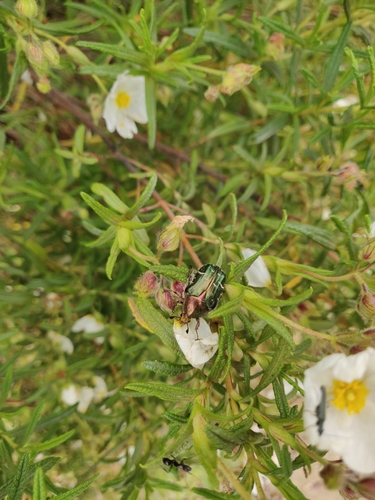 Cétoine de Carthame