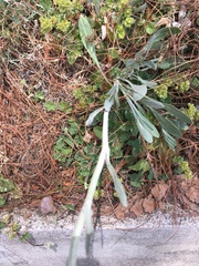Packera bellidifolia