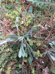 Packera bellidifolia