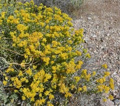 Amphipappus fremontii