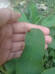 Coelophora inaequalis