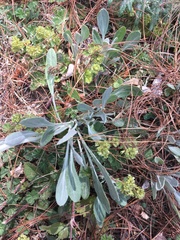 Packera bellidifolia