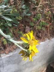 Packera bellidifolia