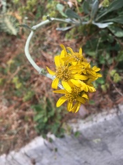 Packera bellidifolia