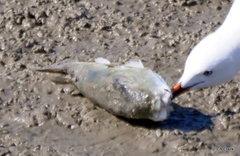 Lagocephalus lunaris