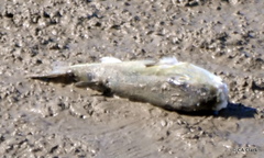 Lagocephalus lunaris