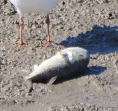 Lagocephalus lunaris