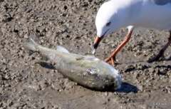 Lagocephalus lunaris