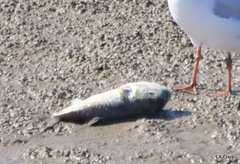 Lagocephalus lunaris