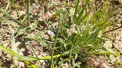 Trifolium gymnocarpon