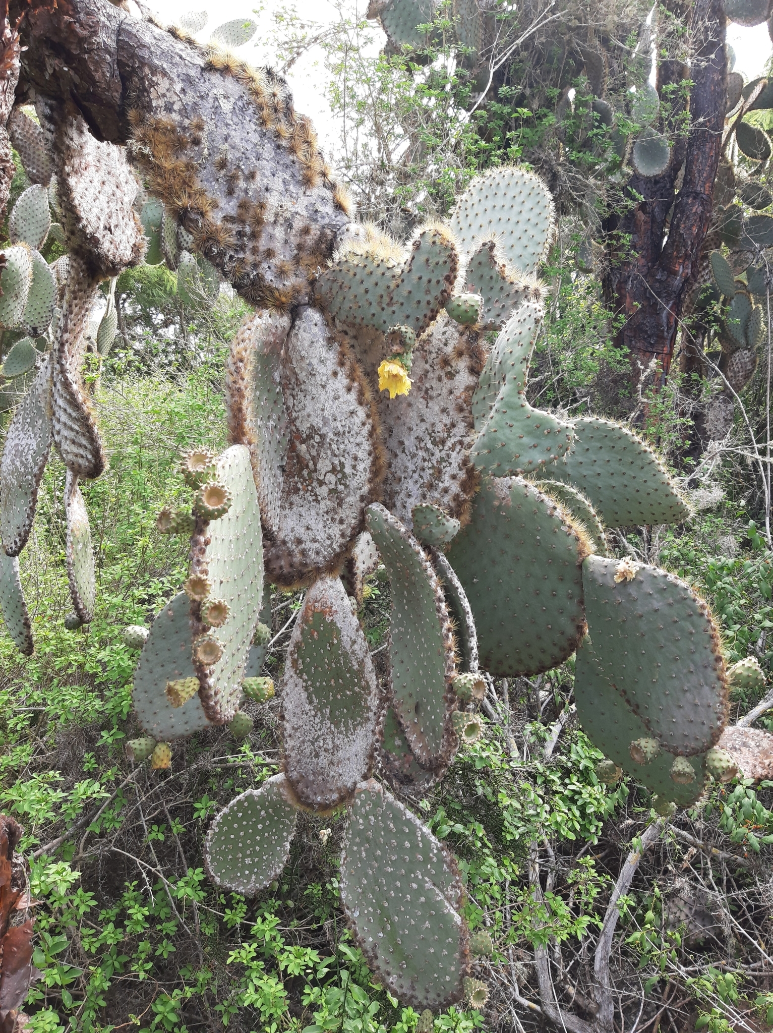 Opuntia galapageia image