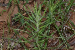 Liatris hirsuta