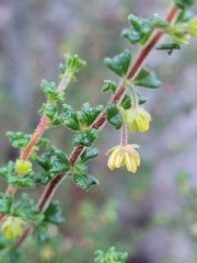 Dodonaea hirsuta